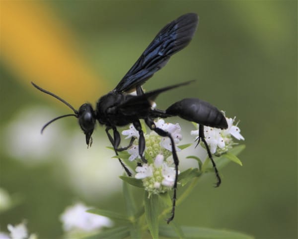 How To Get Rid Of Great Black Wasp
