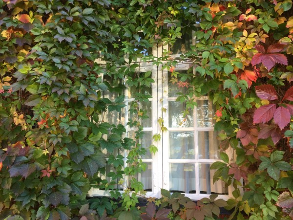 How To Get Rid of Virginia Creeper