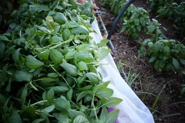How To Grow Basil In Florida 2