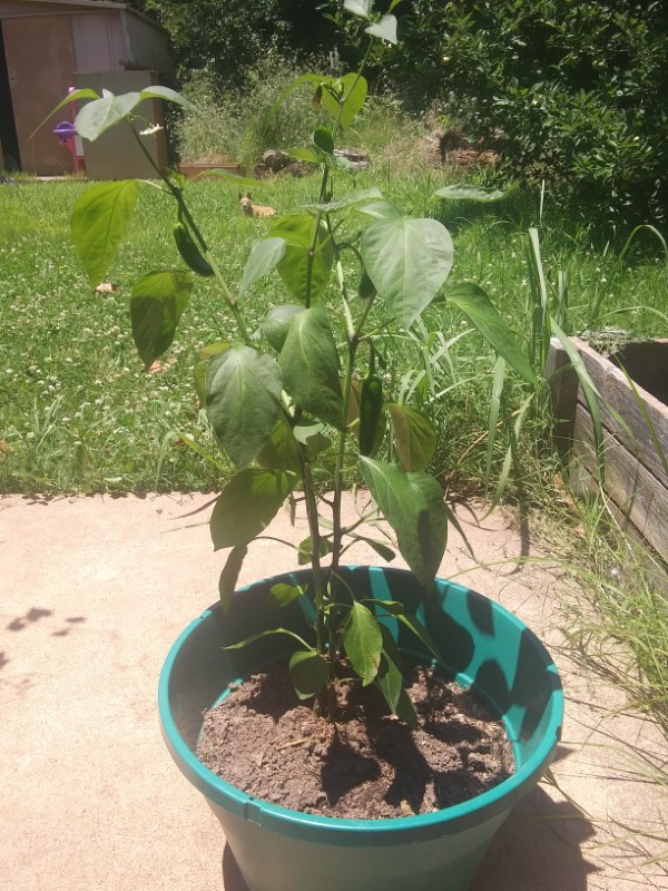 How To Grow Jalapenos In A Pot 2