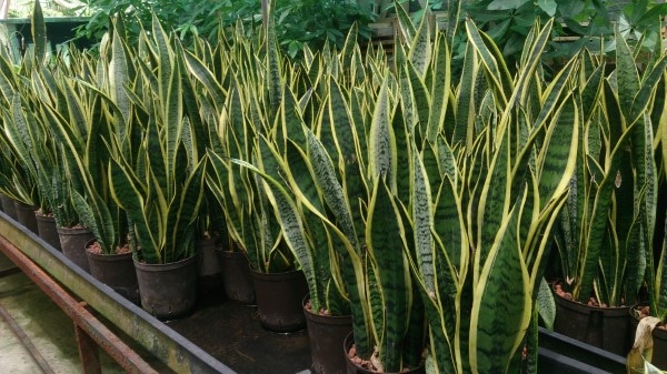 How To Make Snake Plant Grow Faster
