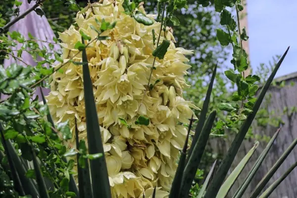 How To Make Yucca Extract For Plants
