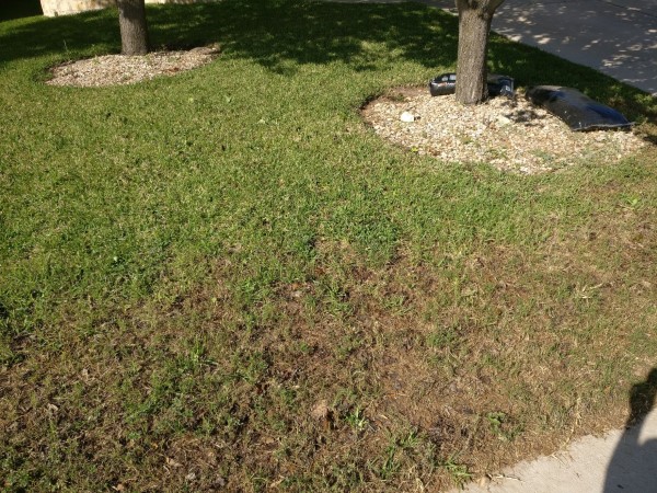 How To Revive St. Augustine Grass