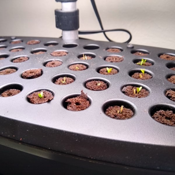 How To Save Marigold Seeds 2