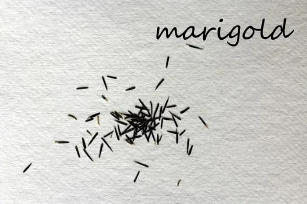 How To Save Marigold Seeds