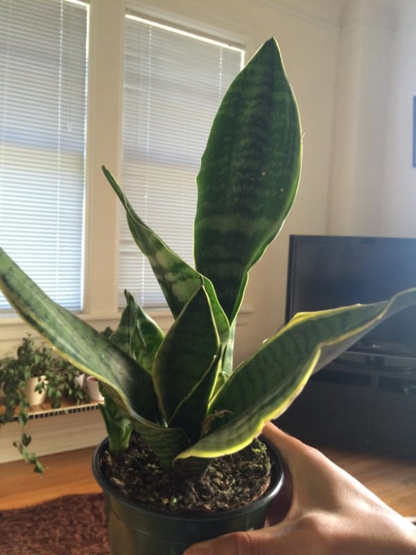 How To Tell If A Snake Plant Needs Water 1