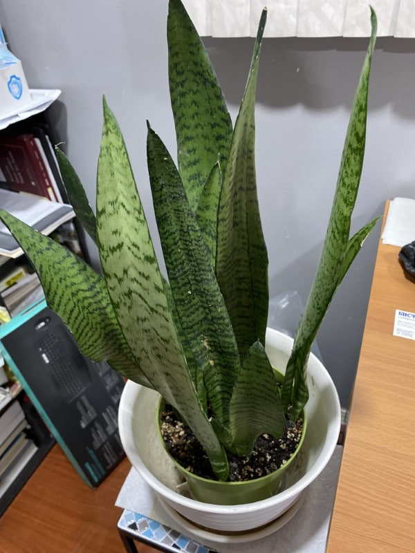 How To Tell If A Snake Plant Needs Water 2