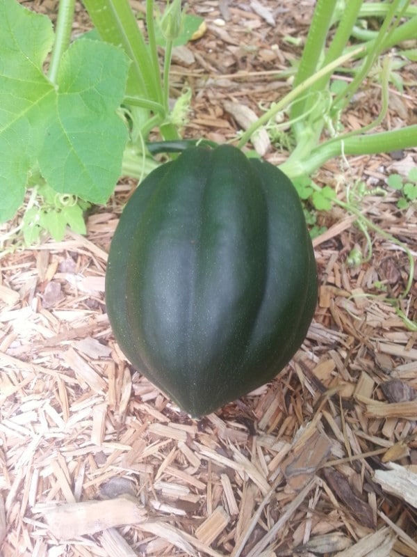 How To Tell If Acorn Squash Is Ripe 1