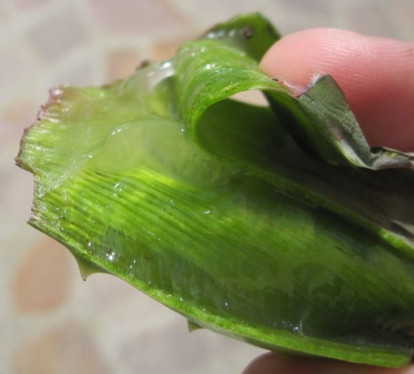 How To Tell If Aloe Vera Gel Is Spoiled