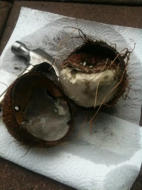 How To Tell If Coconut Is Bad 2