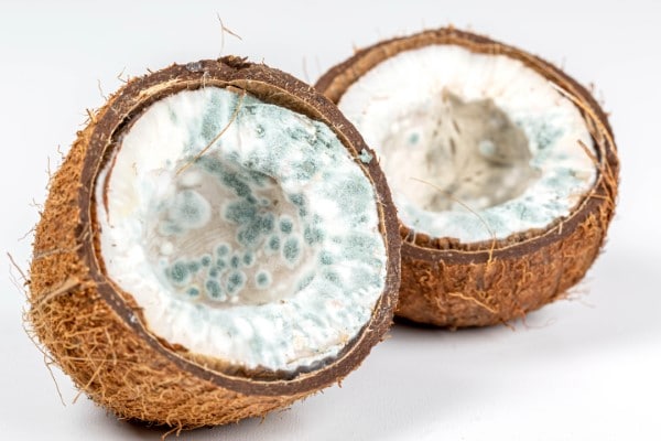 How To Tell If Coconut Is Bad