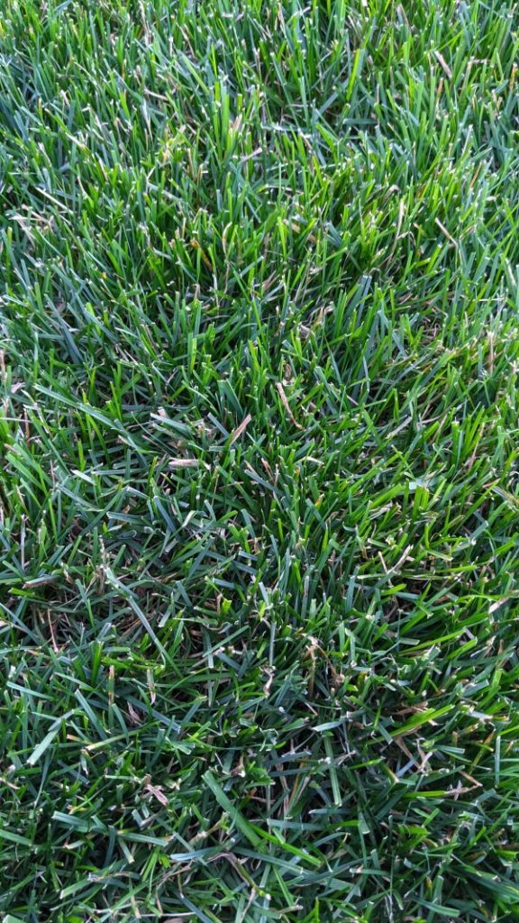 How To Tell If Grass Is Overwatered 1
