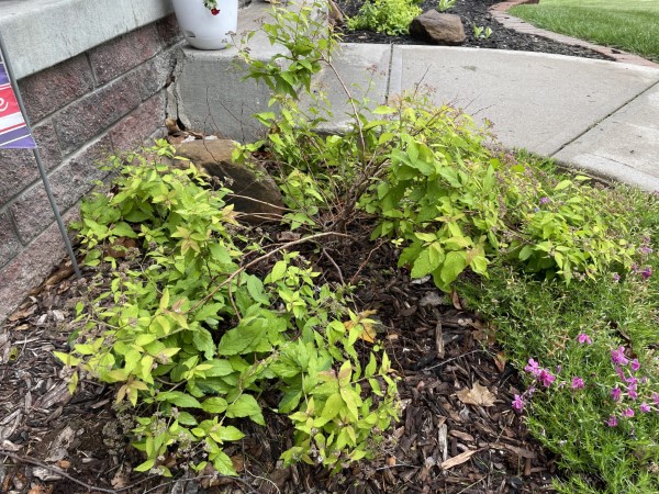 How To Tell If Spirea Is Dead 2
