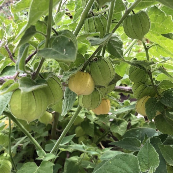 How To Tell If Tomatillos Are Ripe 1