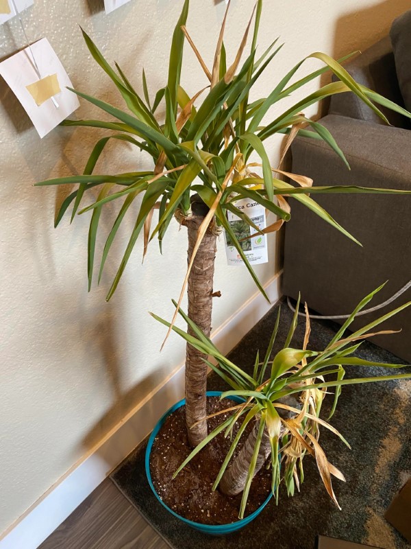 How To Tell If Your Yucca Plant Is Dying 1