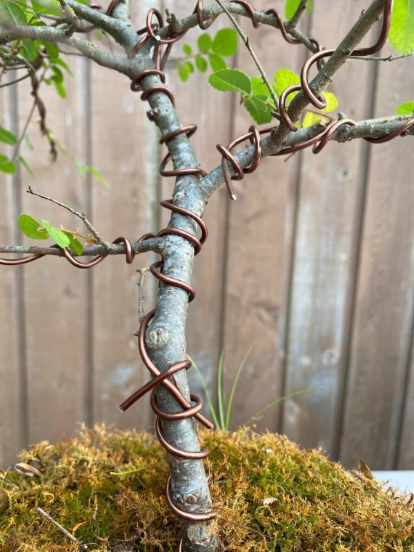 How To Thicken Bonsai Trunk 2
