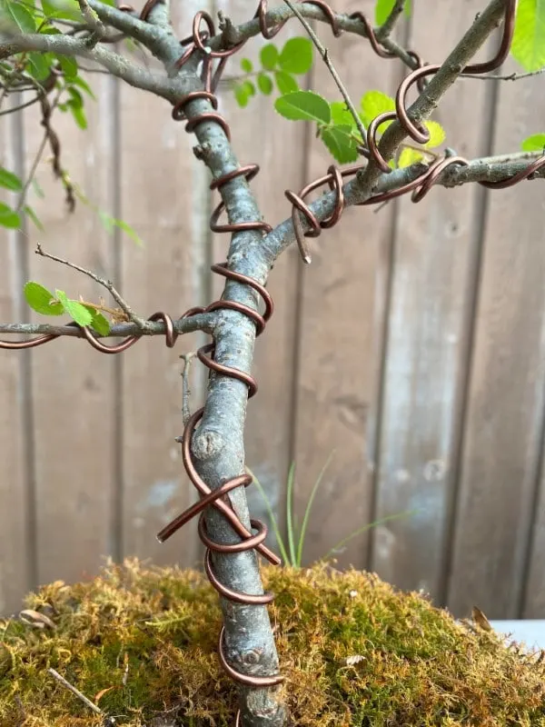 How To Thicken Bonsai Trunk 2