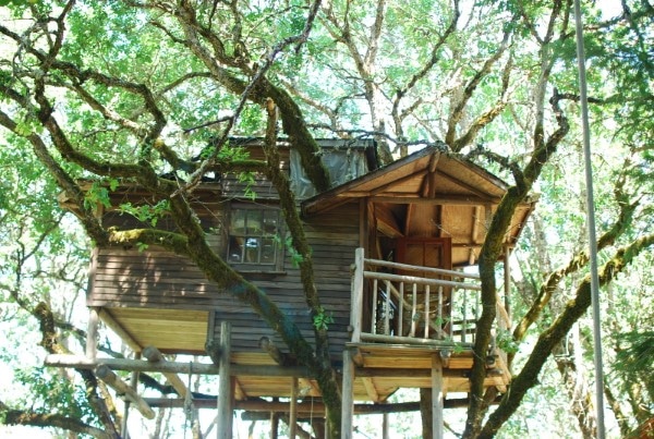 How to Build a Treehouse Without Hurting the Tree 2