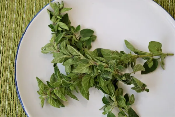 How to Harvest Oregano Without Killing the Plant 2