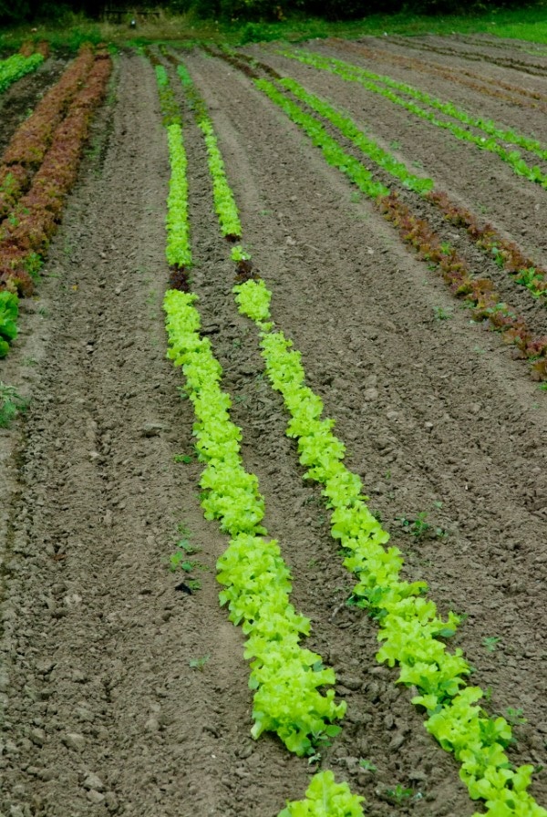 how-to-make-rows-in-a-garden-with-a-tractor-4-helpful-instructions