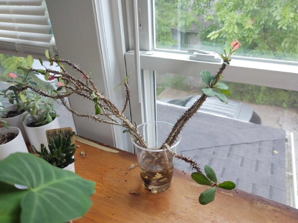 How to Propagate Crown of Thorns