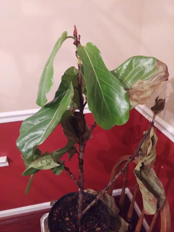 How to Revive Fiddle Leaf Fig 2