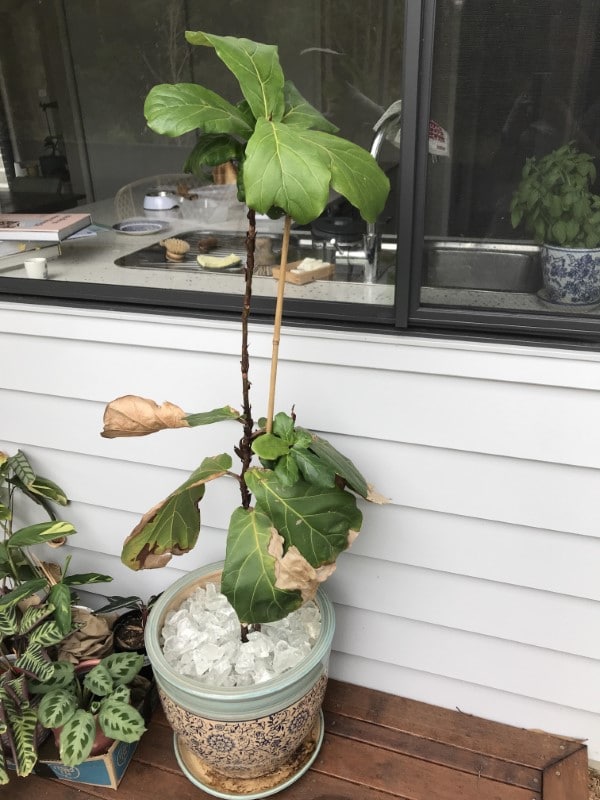How to Revive Fiddle Leaf Fig