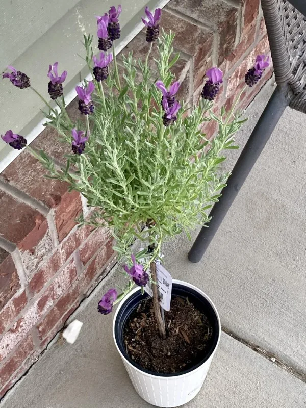 How to Transplant Lavender