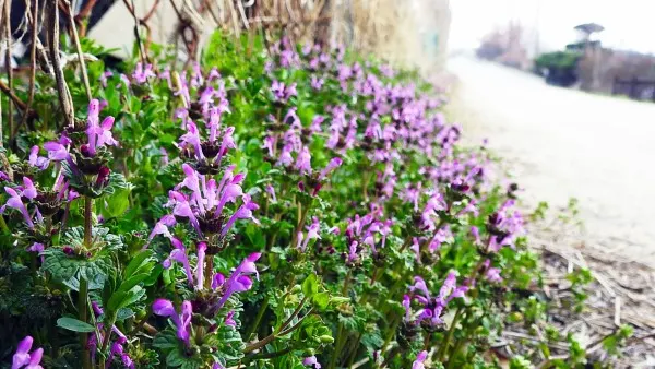 How to Trim Angelonia 2