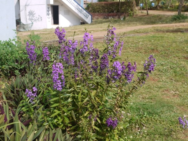 How to Trim Angelonia