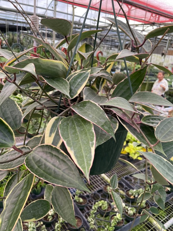 Hoya Macrophylla 2