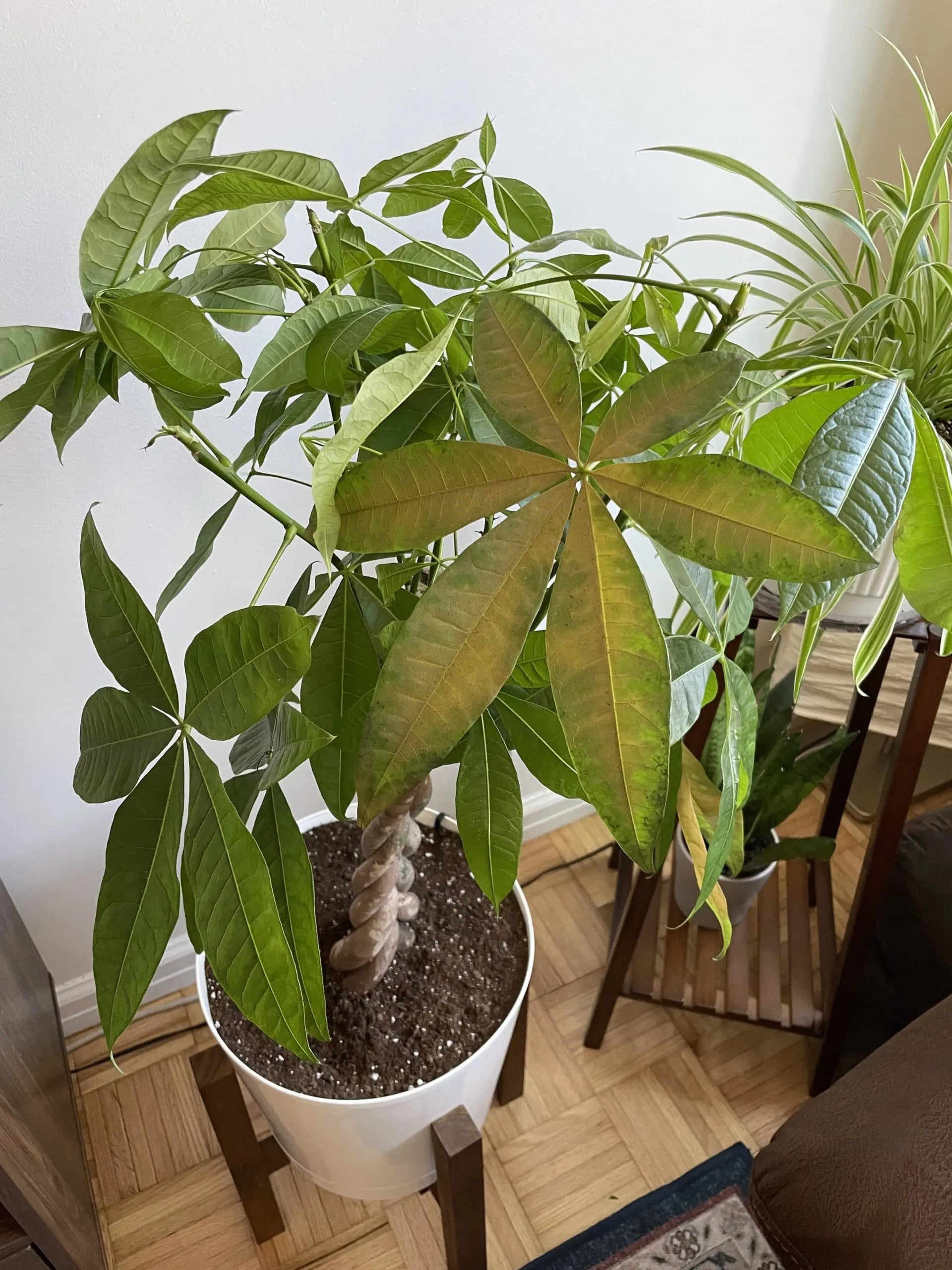 Money tree leaves turning yellow and falling off daily. - Why is my money tree dying?