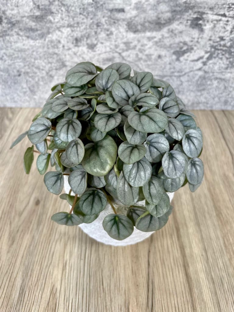 Peperomia Frost 1