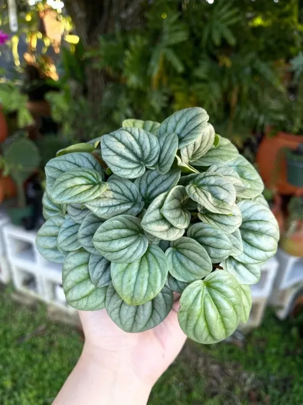 Peperomia Frost 2