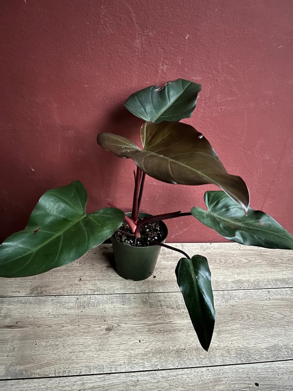 Philodendron Dark Lord 2