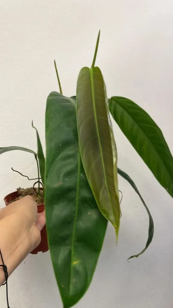Philodendron Patriciae 2