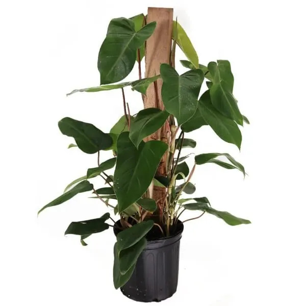 Philodendron Red Emerald 2