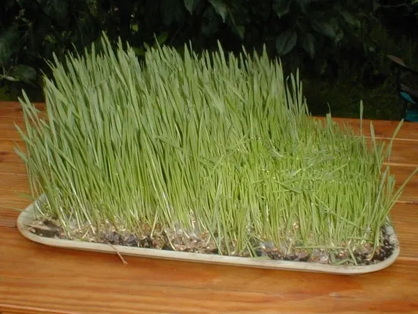 Wheat Grass Why Cant Humans Eat Grass