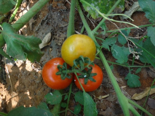 When To Plant Tomatoes In Iowa 1