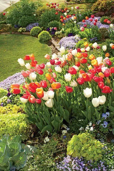 When To Plant Tulip Bulbs In Texas 1