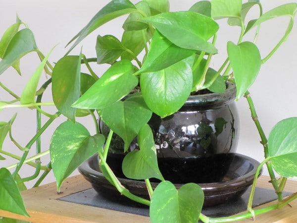 When to Repot Pothos 3