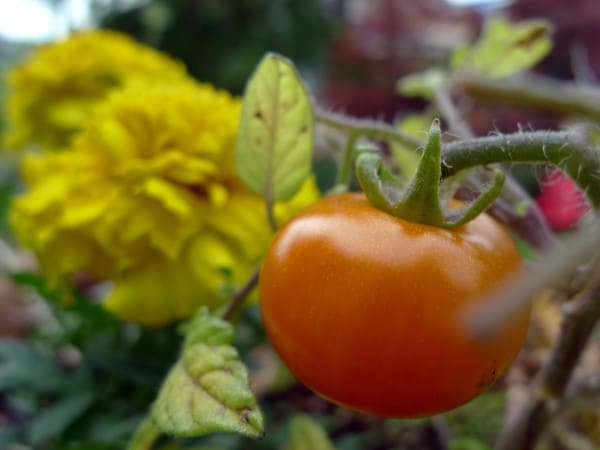 Why Are Marigolds Good For Tomatoes 2