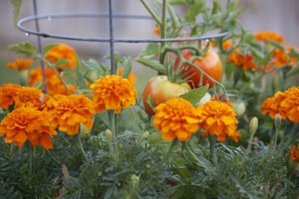 Why Are Marigolds Good For Tomatoes 5 Important Reasons