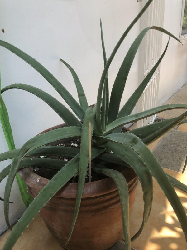 Why Are My Aloe Leaves So Thin 1