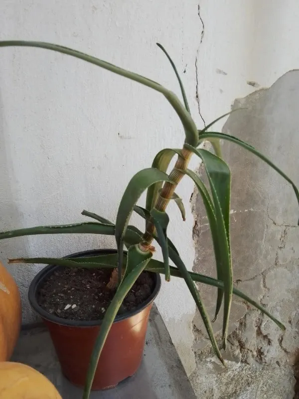 Why Are My Aloe Leaves So Thin 2