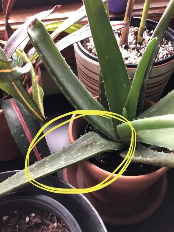 Why Are My Aloe Leaves Squishy 2