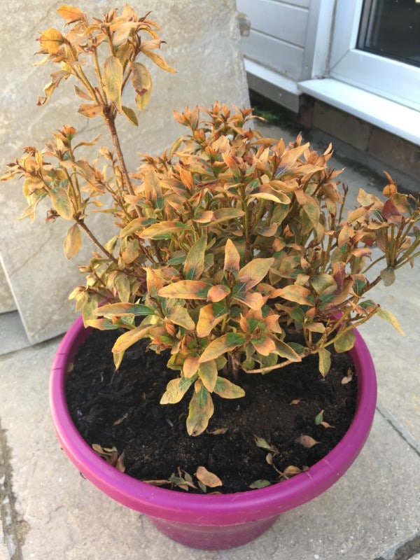 Why Are My Azaleas Dying 2