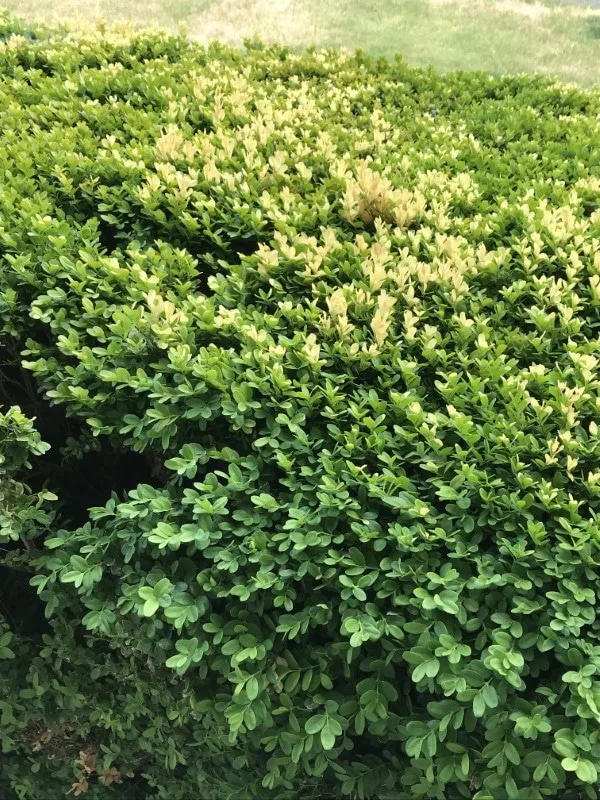 Why Are My Boxwoods Turning Yellow 2