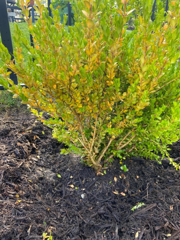 Why Are My Boxwoods Turning Yellow