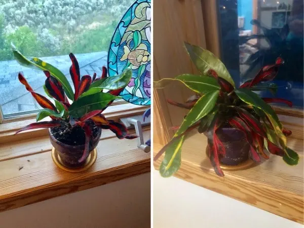 Why Are My Croton Leaves Drooping 2